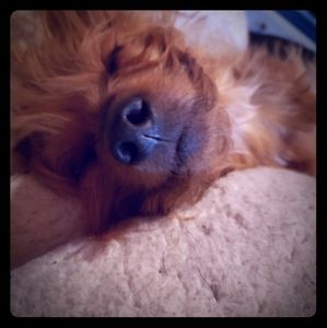 Meet your Posher, Miranda